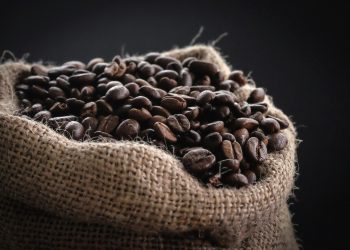 Los datos históricos establecen que el café se cultiva en República Dominicana desde 1735. Lo trajeron los españoles. Es una planta africana, de Etiopía, y fueron los árabes quienes descubrieron sus propiedades como bebida aromática y exquisita. - Fuente externa.