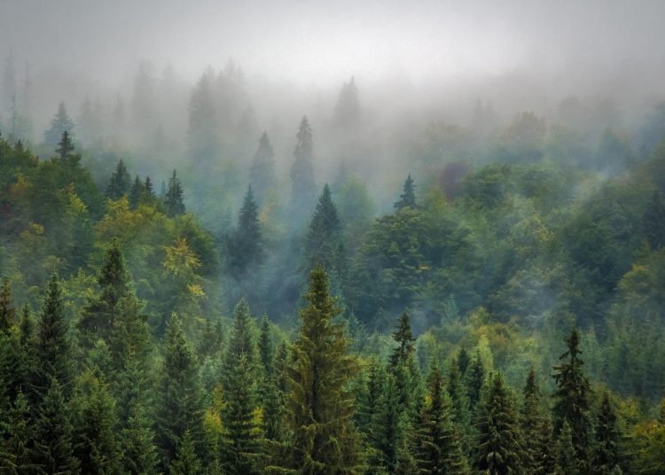 Bosques. | Pixabay.